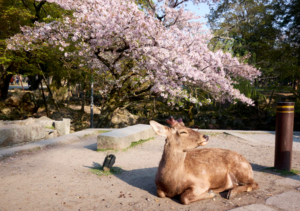 1 vecka i Kyoto, Osaka & Nara